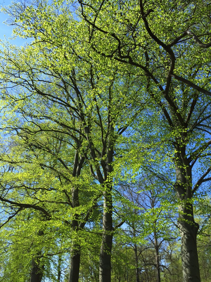 26620037980_cf092ba784_o